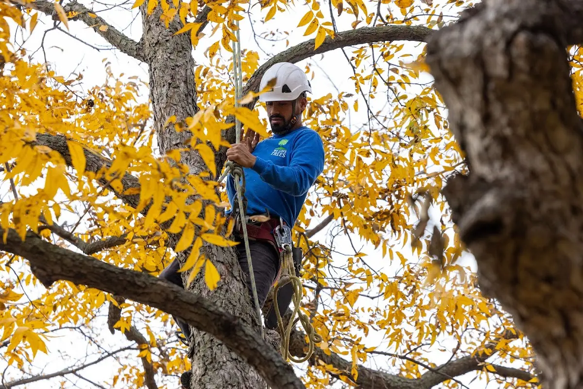 Skilled Tree Pruning crew working in Clayton